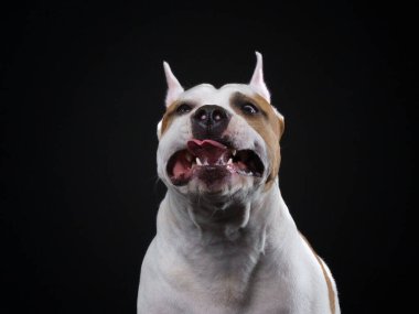 Amerikalı bir Staffordshire Terrier köpeği siyah bir arka plana doğru bakıyor.