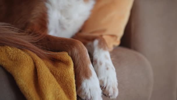 Pies Łapie Salony Kanapie Zasłonięte Złotej Poduszce Rzut Ucieleśniając Komfort — Wideo stockowe