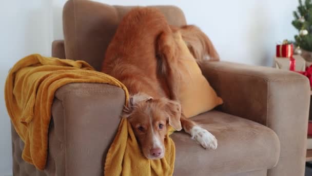 一只新斯科舍省的托林猎犬躺在米黄色的沙发上 在阳光明媚的房间里显得很放松 很威严 — 图库视频影像
