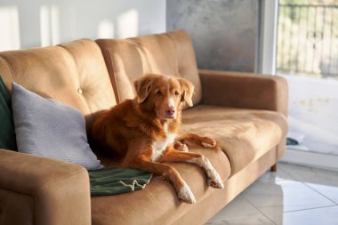 Bir Nova Scotia Duck Tolling köpeği bej bir kanepede dinleniyor, güneşli bir odada rahat ve asil görünüyor.
