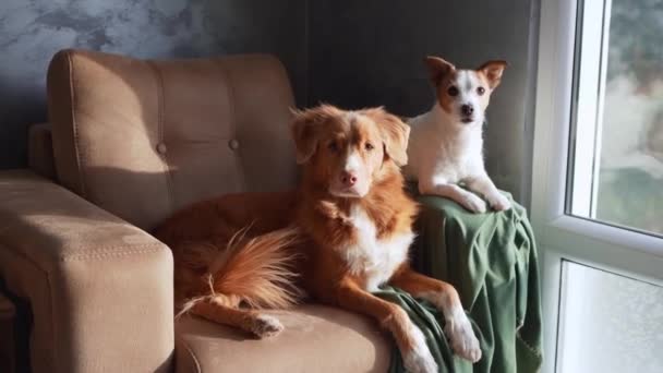 Twee Honden Ontspannen Een Bruine Bank Een Moment Van Vriendschap — Stockvideo
