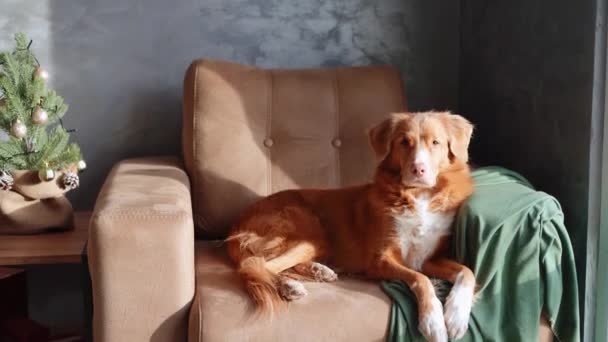 Ένας Σκύλος Nova Scotia Duck Tolling Retriever Ξαπλώνει Νωχελικά Μια — Αρχείο Βίντεο