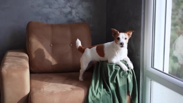 Perro Jack Russell Terrier Sienta Alerta Sillón Color Topo Sus — Vídeo de stock