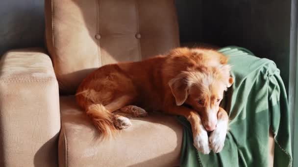 ノバスコシアダックトローリングレトリーバー犬リクライニングは 優しいグリーンファブリックのドレープで 優雅さのタッチを追加 — ストック動画