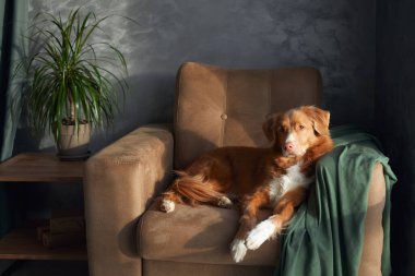 Bir Nova Scotia Duck Tolling Retriever köpeği, yeşil kumaştan yumuşak bir kumaş örtüsü ve bir zarafet ekleyerek, bronz bir koltuğa uzanır.