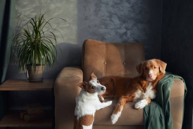 İyi ışıklandırılmış bir odada, rahat bir koltukta iki köpek şakacı bir etkileşime girer. Jack Russell Terrier, Duck Tolling Retriever 'ın sakince gözlemlediği gibi enerjiyle sıçrıyor.
