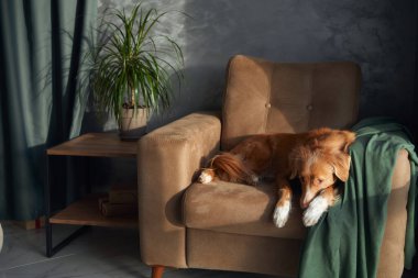 Bir Nova Scotia Duck Tolling Retriever köpeği, yeşil kumaştan yumuşak bir kumaş örtüsü ve bir zarafet ekleyerek, bronz bir koltuğa uzanır.