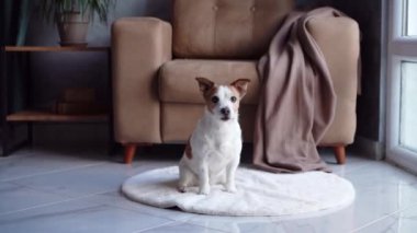 Bir Jack Russell Terrier köpeği, modern ve davetkar bir oturma odasında hareketlenmeye hazır, tüylü beyaz bir halının üzerinde şakacı bir şekilde çömeliyor.