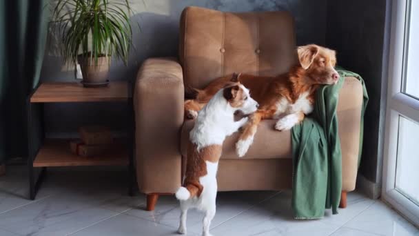 Dua Anjing Terlibat Dalam Interaksi Yang Menyenangkan Kursi Berlengan Nyaman — Stok Video