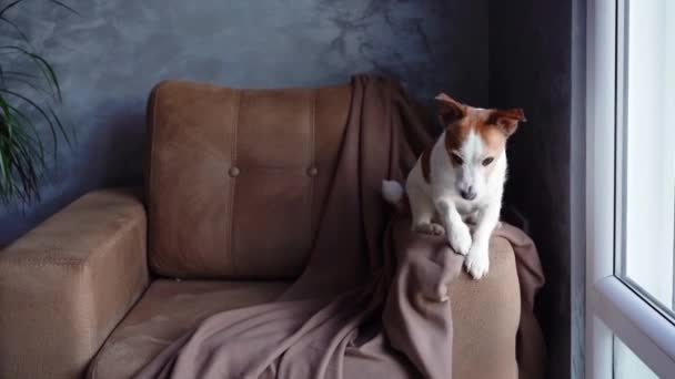 Ένα Σκυλί Jack Russell Terrier Κάθεται Εγρήγορση Μια Πολυθρόνα Taupe — Αρχείο Βίντεο