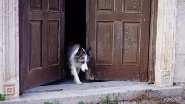 Ein Border Collie Hund Blickt Neugierig Aus Einem Rustikalen Eingang — Stockvideo