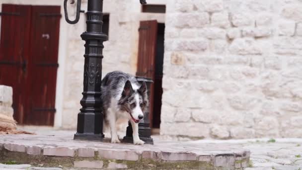 Пограничная Колли Собака Исследует Историческую Улицу Любопытство Каждом Шагу Домашнее — стоковое видео