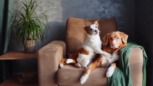 两只狗在棕褐色的沙发上休息 在室内获得片刻的友谊 一只棕色和白色的杰克罗素特里埃警惕地站在那里 而一只宁静的新斯科舍省鸭托林猎犬轻轻地靠在它旁边 — 图库视频影像