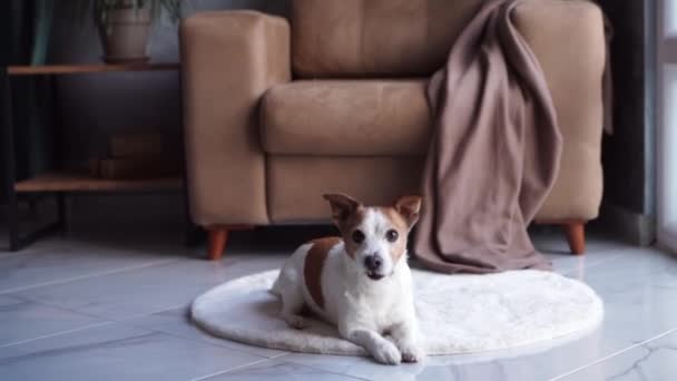 注意深いジャック ラッセル テリア犬は白い敷物の上に直立して座り その視線は美味しい家具できちんと配置されたリビングスペースに固定されています — ストック動画
