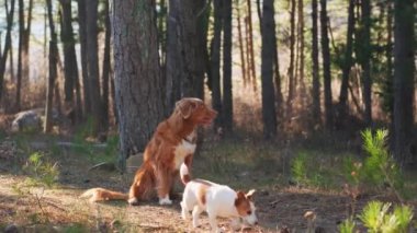 İki köpek, bir Nova Scotia Duck Tolling Retriever ve bir Jack Russell Terrier, çam ormanında eğlenceli bir koşunun keyfini çıkarın. Canlı sahne hareketli ve doğal güzelliklerle dolu.