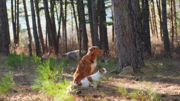 Doi Câini Nova Scotia Duck Tolling Retriever Jack Russell Terrier — Videoclip de stoc