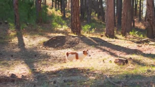 Jack Russell Terrier Bedragare Längs Grumlad Skogsstig Den Lilla Pigg — Stockvideo