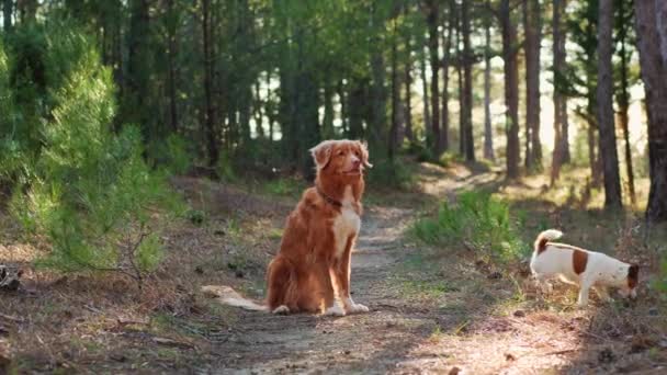 两只狗 一只新斯科舍省的鸭托林猎犬和一只杰克 泰里尔 在松树林中嬉闹地奔跑 生动的场面充满了动感和自然美 — 图库视频影像