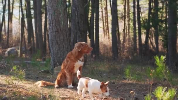 Dos Perros Nova Scotia Duck Tolling Retriever Jack Russell Terrier — Vídeo de stock