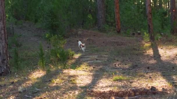 Ein Jack Russell Terrier Schlendert Über Einen Gesprenkelten Waldweg Der — Stockvideo