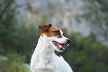 Bir Jack Russell Terrier köpeği kayalık bir patikada gururla oturur. Dağlarla çevrili bu küçük maceracı ihtişamın tadını çıkarıyor.