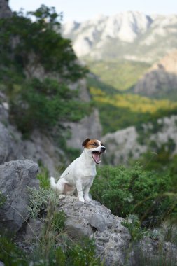 Bir Jack Russell Terrier köpeği kayalık bir patikada gururla oturur. Dağlarla çevrili bu küçük maceracı ihtişamın tadını çıkarıyor.