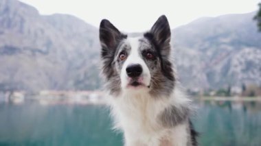 Yüzünde belirgin işaretler olan bir Collie köpeğinin yakın çekimi ön plana hükmediyor, yumuşak odaklı dağ zeminine kuruluyor, köpekleri tetikte ve zeki doğayı yakalıyor.