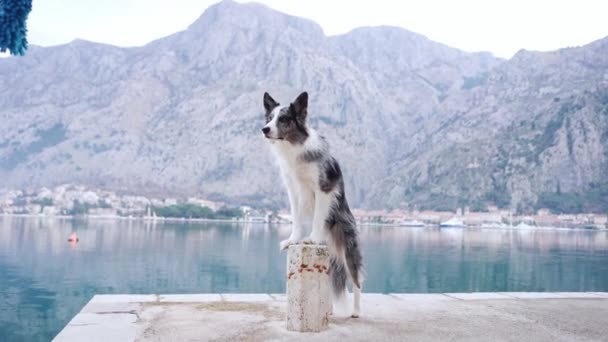 Cão Fronteira Collie Fica Atento Lago Tranquilo Com Montanhas Fundo — Vídeo de Stock
