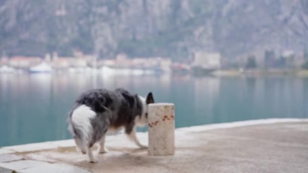 Border Collie Dog Stands Attentively Tranquil Lakeside Mountains Backdrop — Stock Video