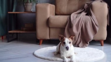 Bir Jack Russell Terrier köpeği, modern ve davetkar bir oturma odasında hareketlenmeye hazır, tüylü beyaz bir halının üzerinde şakacı bir şekilde çömeliyor.