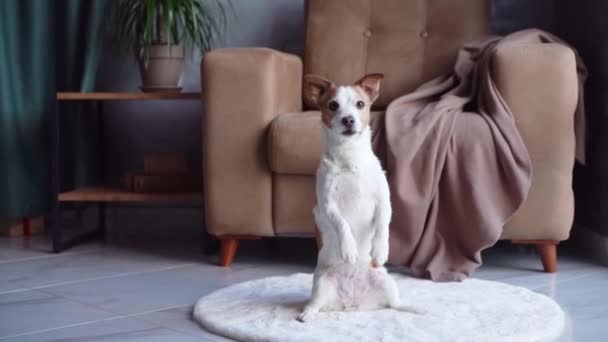 Cão Atencioso Jack Russell Terrier Senta Tapete Branco Seu Olhar — Vídeo de Stock