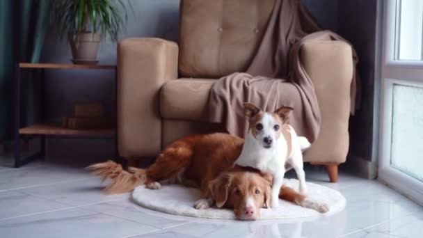 新斯科舍省的一只鸭子托林猎犬和一只杰克罗素特里耶猎犬在毛绒绒的地毯上嬉闹地互动 它们的感情纽带在现代的家中显得十分突出 — 图库视频影像