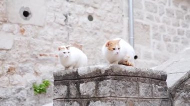Meraklı kediler tarihi bir şehir ortamının ortasında, eski bir taş çıkıntının üzerinde toplanırlar. Şehirde kayıp hayvan.
