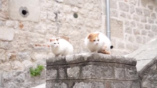 Gatos Curiosos Reúnem Uma Borda Pedra Velha Meio Cenário Urbano — Vídeo de Stock