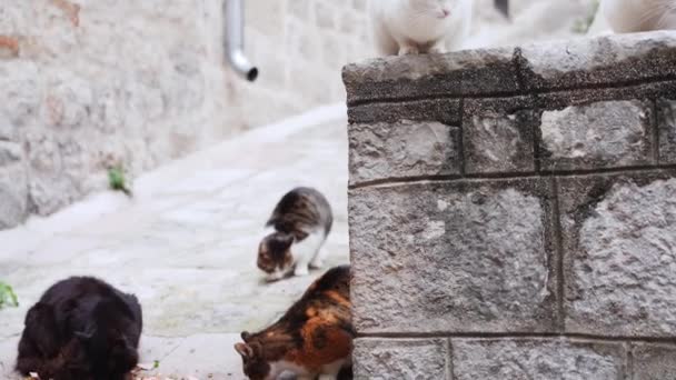 Nieuwsgierige Katten Verzamelen Zich Een Oude Stenen Richel Midden Een — Stockvideo