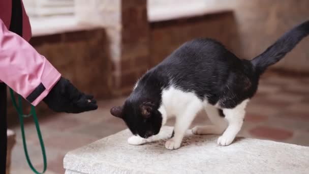 Curioso Gato Blanco Negro Huele Una Persona Con Guante Una — Vídeos de Stock