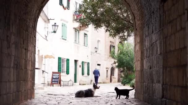 在一个古雅的欧洲小镇上 一只边境牧羊犬和一只猫在安静的石拱廊里休息 — 图库视频影像