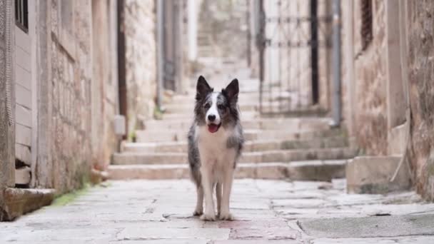 Border Collie Verkent Kasseistrook Historische Europese Setting Hond Stad Buiten — Stockvideo