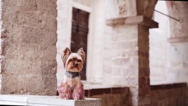 Meraklı Bir Yorkshire Terrier Köpeği Arka Planda Antik Sütunlar Ile — Stok video