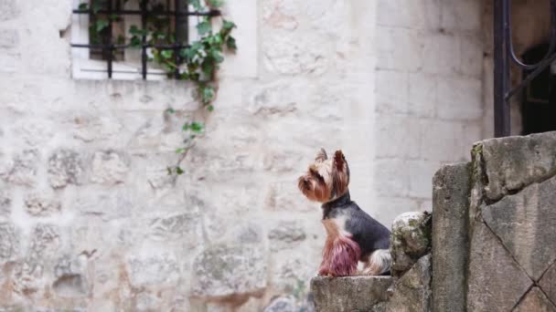 Een Yorkshire Terrier Hond Staat Oude Trappen Zijn Vacht Waait — Stockvideo