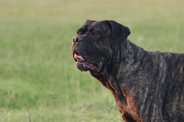 Sabırlı bir İtalyan Cane Corso köpeği önüne bakar, dili yana kayar. Parktaki hayvan. 