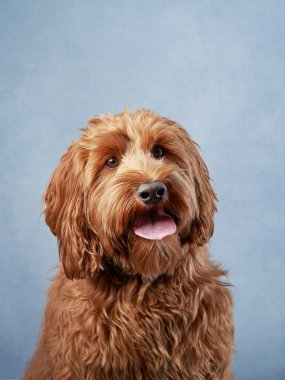 Labradoodle gülüyor neşeli bir tavırla, yumuşak mavi bir arka plana karşı. Bu melez cins arkadaş canlısı yüz ve dalgalı altın palto neşeli bir stüdyo resminde sergileniyor.