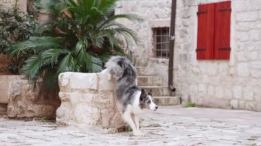 Bir Border Collie köpeği sakin bir avluda geziniyor. Etrafında tarihi duvarlar var. Şehirde evcil hayvan