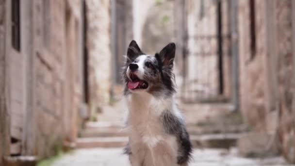Σύνορα Collie Διερευνά Πλακόστρωτο Δρομάκι Ιστορικό Ευρωπαϊκό Σκηνικό Σκύλος Στην — Αρχείο Βίντεο