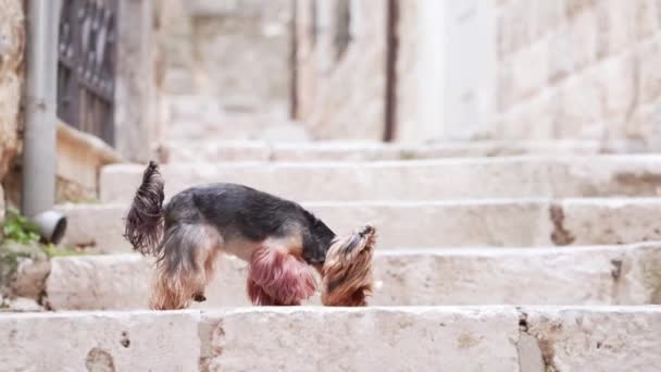 Yorkshire Terrier Perro Está Pie Con Atención Escalones Piedra Antiguo — Vídeos de Stock