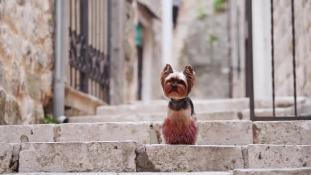 Yorkshire Terrier Σκυλί Στέκεται Προσοχή Πέτρινα Σκαλοπάτια Αρχαία Πόλη Φόντο — Αρχείο Βίντεο