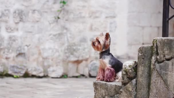 Ein Yorkshire Terrier Steht Auf Uralten Stufen Sein Fell Weht — Stockvideo
