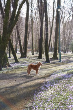 Bir Nova Scotia Duck Tolling Retriever köpeği çiçek açan bir park yolunun ortasında duruyor.. 