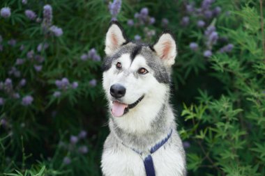 Sibirya Husky köpeği lavanta çalısına dikkatlice oturur, çarpıcı özellikleri dostça bir uyarı yayar.