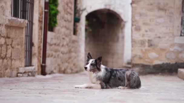 Perro Border Collie Vigilante Descansa Sobre Adoquines Antiguos Mascotas Ciudad — Vídeos de Stock